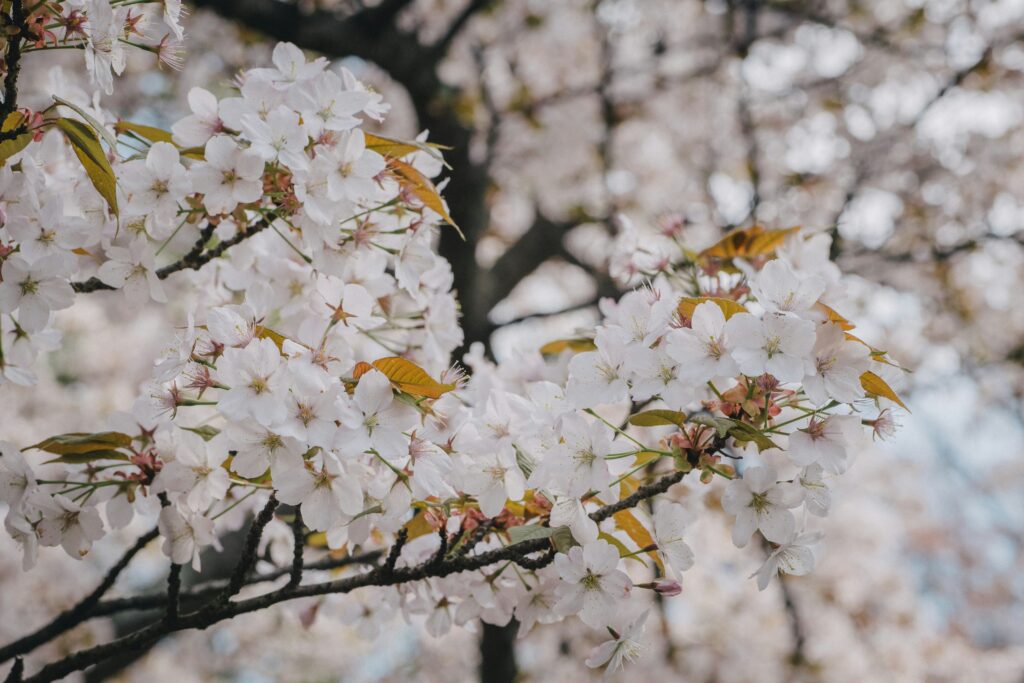 春のニューヨークで咲く桜の花