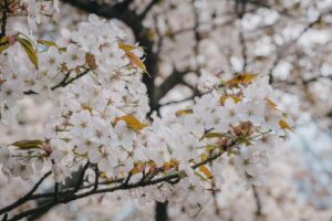 春のニューヨークで咲く桜の花