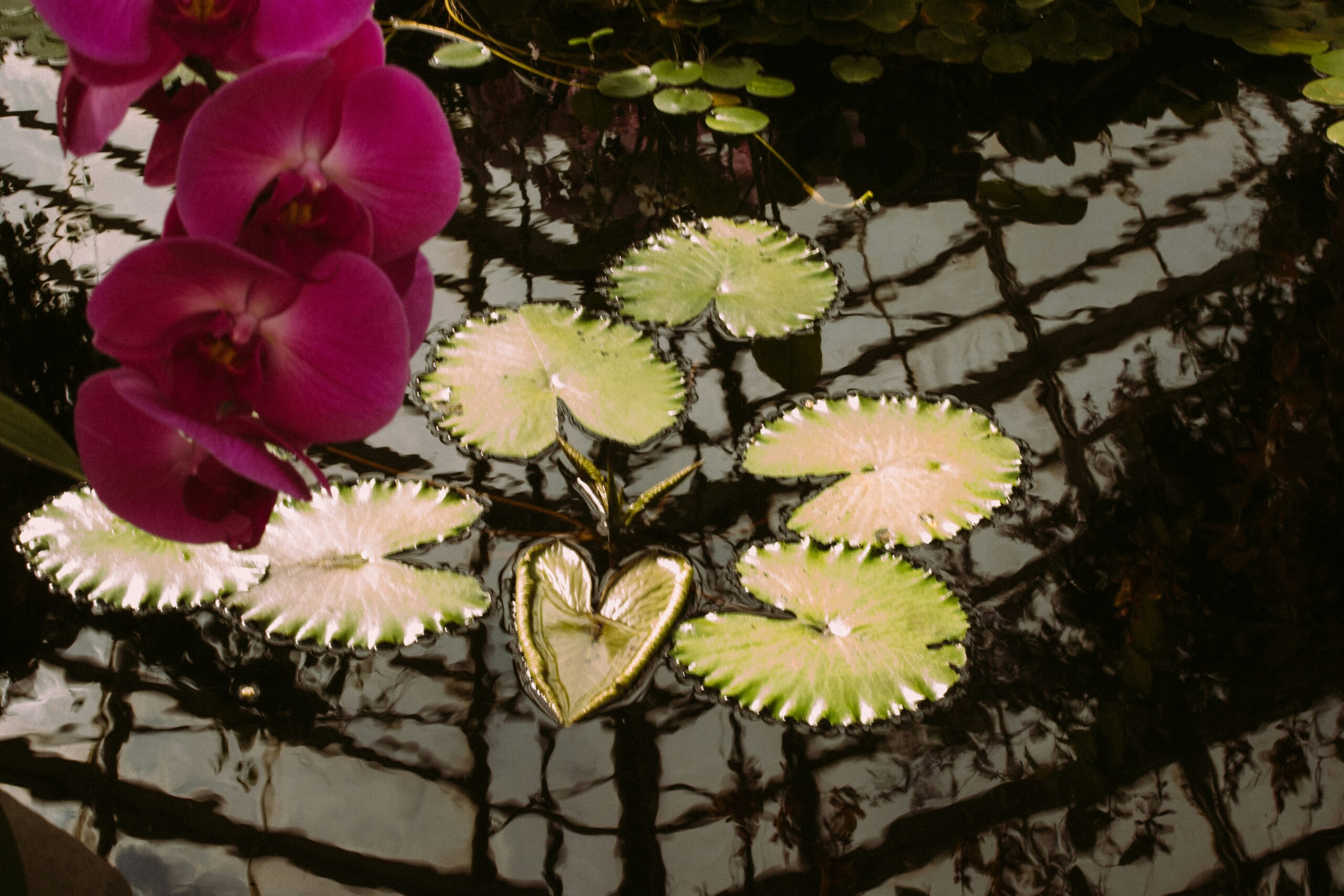 New York Botanical Gardenで見られる蘭の花