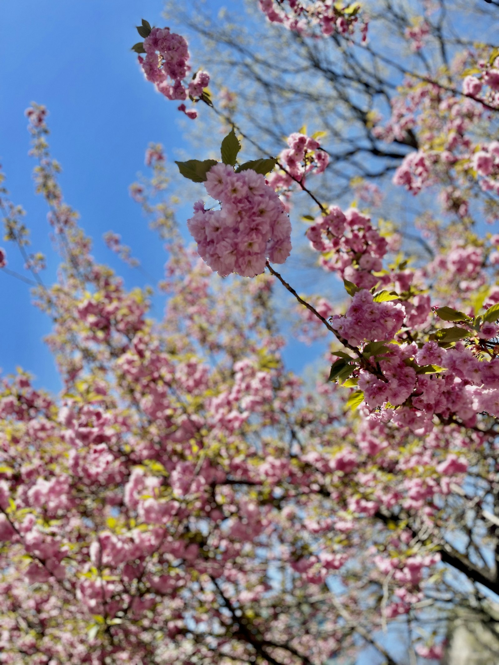 春の花が並ぶ華やかなディスプレイ