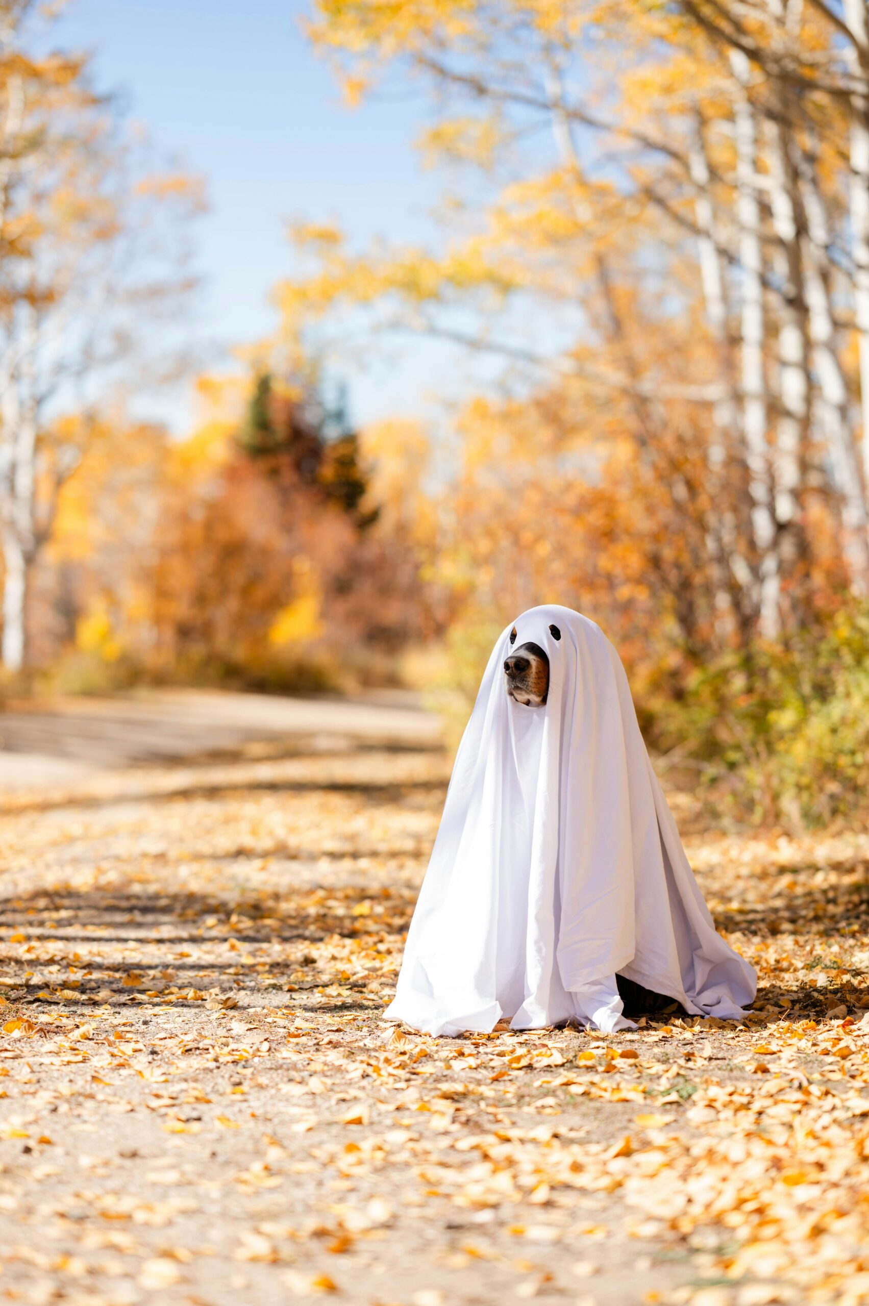 ハロウィン衣装を着た犬のイメージ